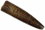Fossil Sauropod Dinosaur (Rebbachisaurus) Tooth - Morocco #293683-1